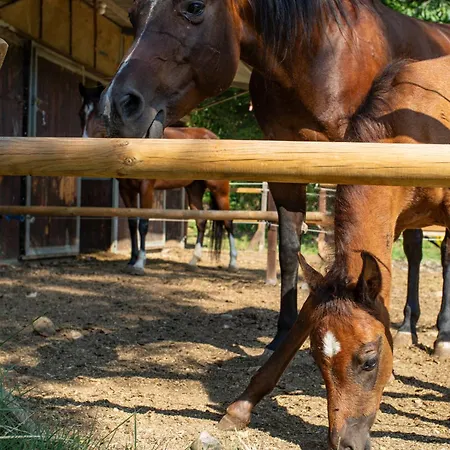 Casa Parco Trebbia, 15 Min Grazzanobobbio, 1h Mi Rivergaro